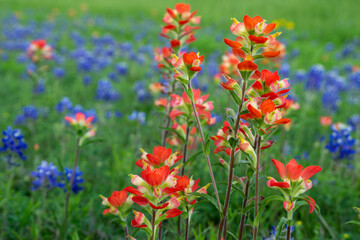 Texas Bluebonnet Wildflowers in the Spring