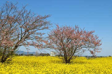 堤防に咲く黄色い菜の花群　春の渡良瀬　風景