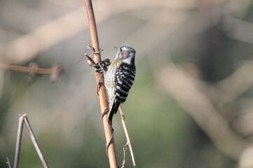 小枝とコゲラ Twig and Japanese pygmy woodpecker