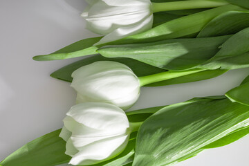 Fototapeta na wymiar white tulips on a white
