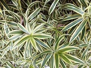 Overlapping tropical plant leaves with contrasting green and white stripes natural horizontal background pattern