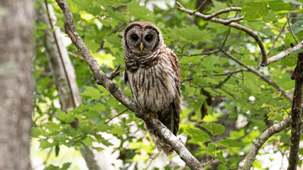 Owl sitting in tree staring