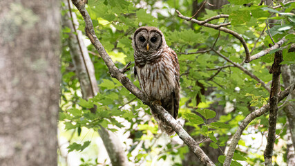 Owl sitting in tree staring