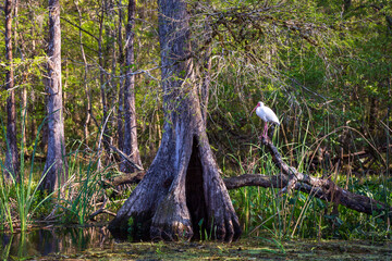 Ibis Wakulla Springs