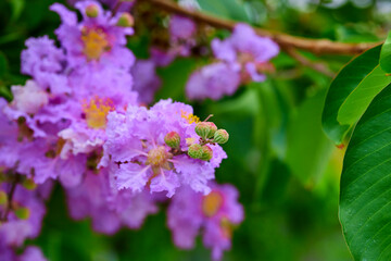 Purple lagerstroemia hybrid flower blooming on tree branch