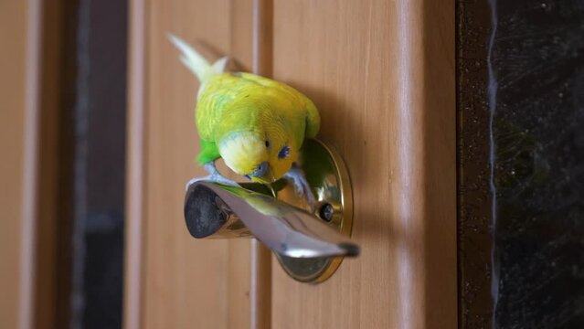 green budgerigar sits on a doorknob in a home environment.pet birds. exotic parrot at home. adult male parrot at home on household items