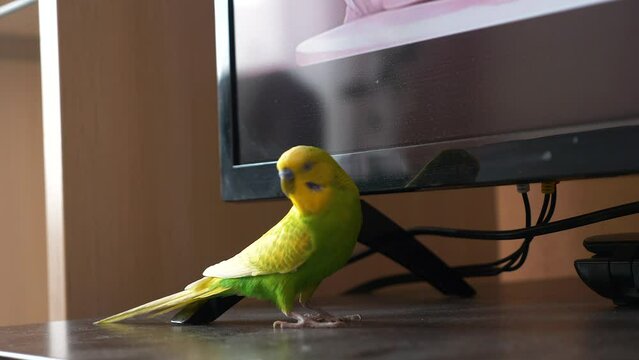 amusing wavy green parrot in the home interior is sitting near the TV. the parrot was released from the cage at home. exotic birds pets