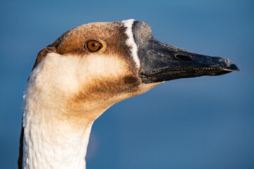 When winter comes, geese forage freely, swim and fly in groups in the river.