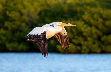 In early morning light, an American white pelican bird is flying over a pond at Ding Darling National Wildlife Refuge on Sanibel Island, Florida. - 497995797
