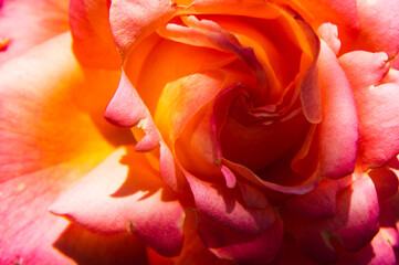 Fototapeta na wymiar Close-up of the rose flower