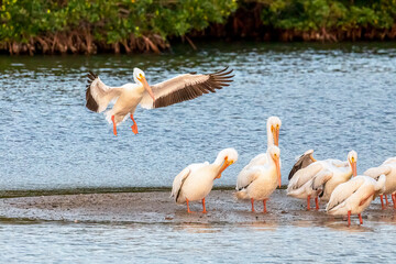 An American white pelican bird, wings spread wide and feet down, comes in for a landing joining its squadron of birds on a sandbar in Ding Darling National Wildlife Refuge on Sanibel Island, Florida.