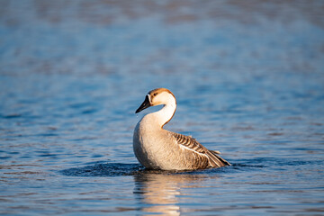 When winter comes, geese forage freely, swim and fly in groups in the river.