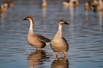 When winter comes, geese forage freely, swim and fly in groups in the river.