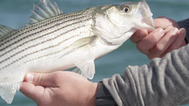 Hands holding caught bass striper fish and releasing in ocean. Close up slowmotion