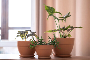 Three planters with flowers on the background of the home interior.