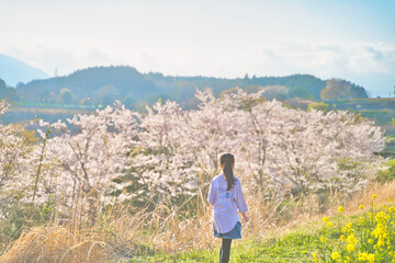 桜と菜の花と子供