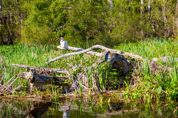 Ibis Wakulla Springs
