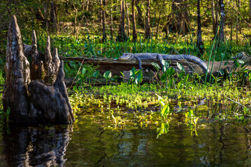 Alligator on a Log