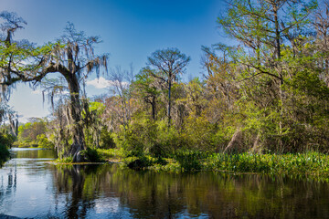 Wakulla Springs Riverbank