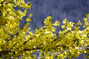 forsythia intermedia