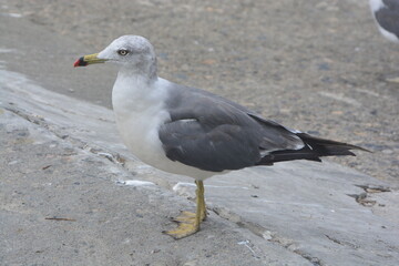 seagull standing on the ground