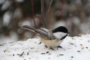 Chickadee In The Snow