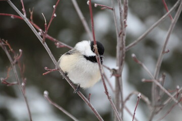 black capped chickadee on branch