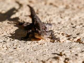 A tree lizard hangs out on a wall in the Arizona sun seemingly happy.