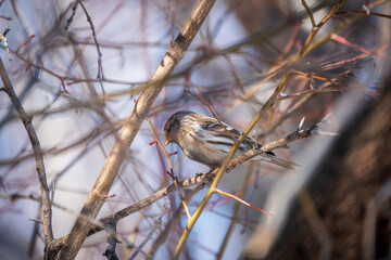 Common redpoll female, cute bird with bright red patch on its forehead sits on tree branch without leaves in sunny spring day.