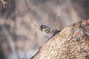 Common redpoll female, cute bird with bright red patch on its forehead sits on tree branch without leaves in sunny spring day.