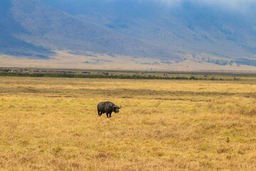 African buffalo or Cape buffalo (Syncerus caffer) in Ngorongoro Crater National Park in Tanzania. Wildlife of Africa