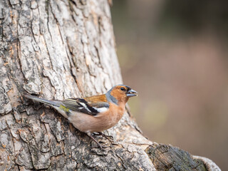 Common chaffinch, Fringilla coelebs, sits on a tree. Common chaffinch in wildlife.