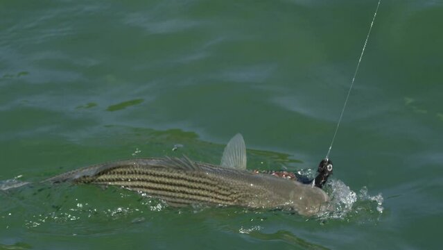 Bass striper caught on fishing line swimming through green water close up slowmotion 