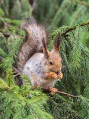 The squirrel with nut sits on a fir branches in the spring or summer.