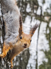 Squirre sitting upside down on a tree trunk. The squirrel hangs upside down on a tree against colorful blurred background. Close-up.