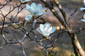Full blooming of Yulan magnolia (Magnolia heptapeta) in Japan in April