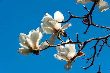 Full blooming of Yulan magnolia (Magnolia heptapeta) in Japan in April
