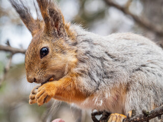 The squirrel with nut sits on a branches in the spring or summer.
