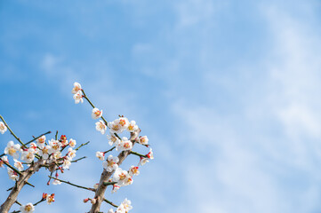 野梅の花