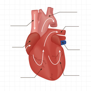 realistic human heart