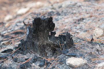 Burnt and blackened tree stumps line the forest floor following the Jerusalem Hills wildfire of August, 2021 which consumed 6,200 acres in the Judean Mountains near the Israeli capital.