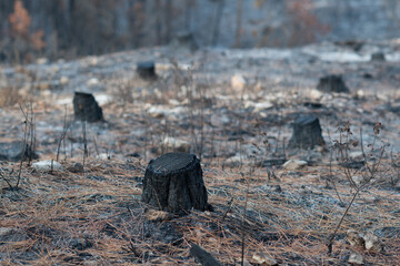 Burnt and blackened tree stumps line the forest floor following the Jerusalem Hills wildfire of August, 2021 which consumed 6,200 acres in the Judean Mountains near the Israeli capital.