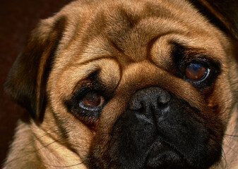 Close-up photo of a portrait of a pug dog