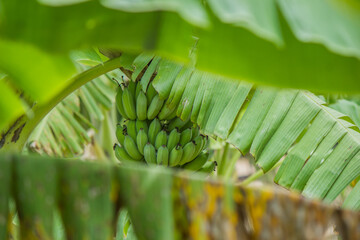 Cultivated banana.