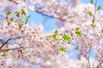 beautiful branches of pink Cherry blossoms on the tree under blue sky, Beautiful Sakura flowers during spring season in the park, - obrazy, fototapety, plakaty