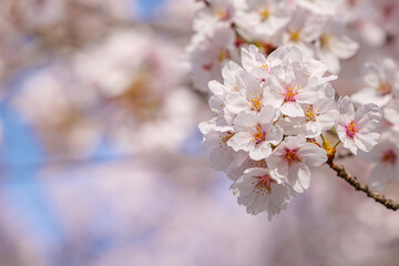 beautiful branches of pink Cherry blossoms on the tree under blue sky, Beautiful Sakura flowers during spring season in the park,