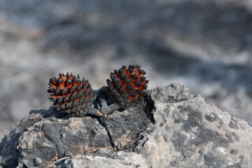 Burnt and blackened pine cones on the forest floor following the Jerusalem Hills wildfire of...
