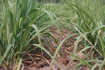 rice in the field