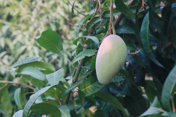 Mango with blurry leaf background. Young mango on the tree. Organic fruit.
