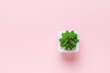 Minimalistic concept of miniature plants. Succulent in a white pot.